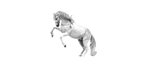 คอหวยเลขเด็ดงวดนี้ ม้าสีหมอก